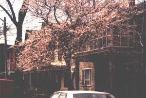 Fronts of Oxford St. properties, fruit tree blooming
